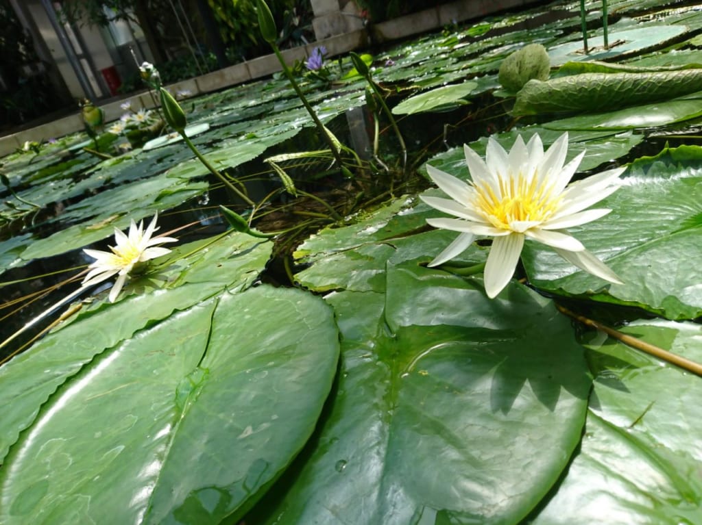 のんほいパークの白いハスの花