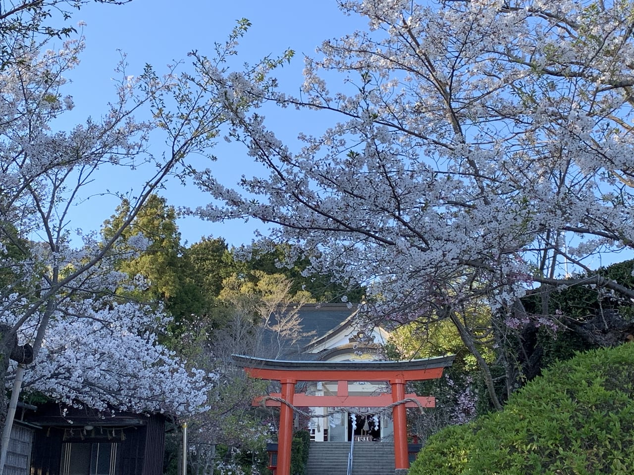豊橋市 二川伏見いなりの桜が見頃を迎えています 号外net 豊橋市 田原市