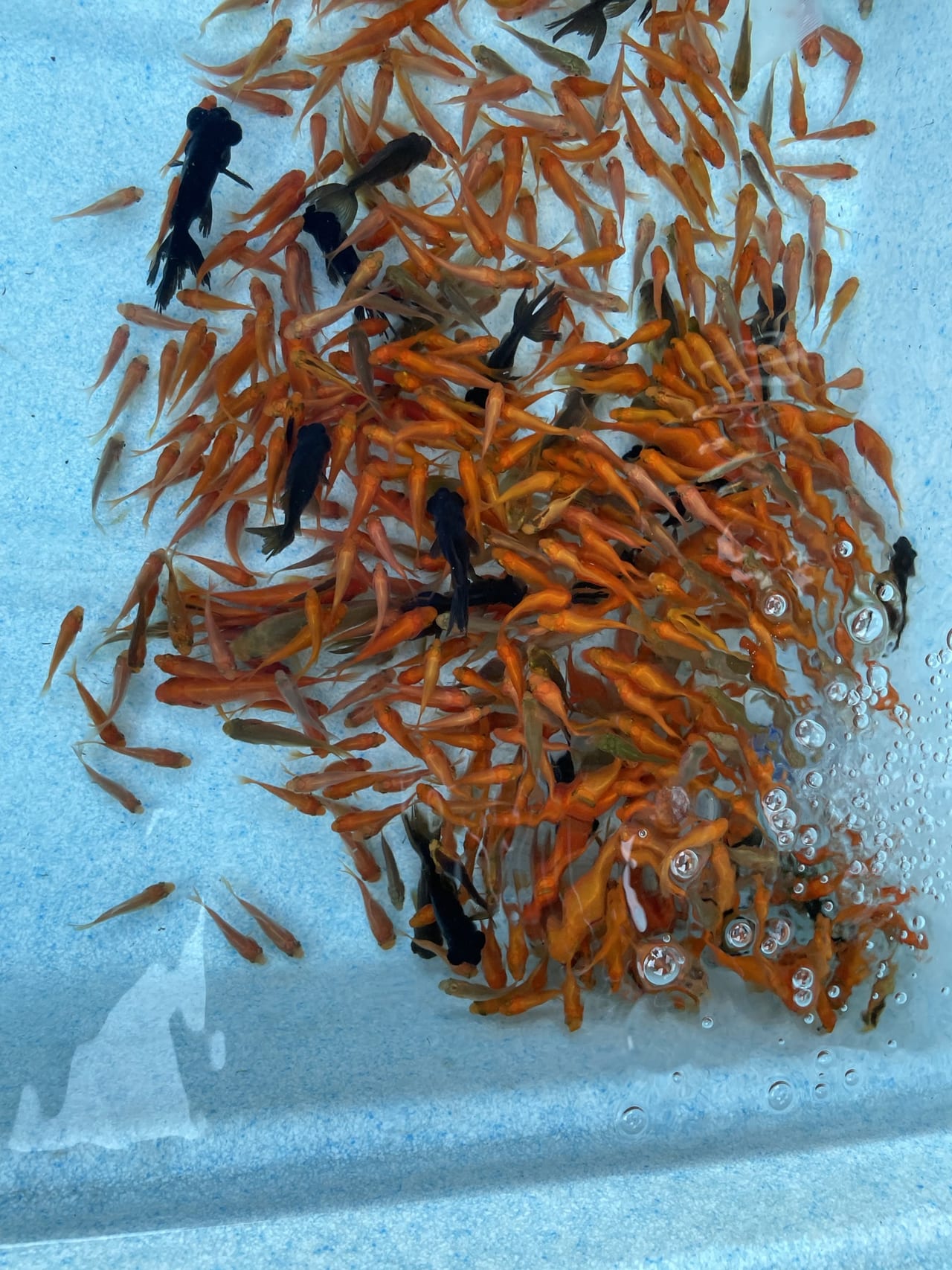 豊橋市 だんご屋さんなのに 金魚すくい の問い合わせが多い 八雲だんご さん 今日8 1も 金魚すくい やるってよ 夏限定のラインナップも充実しています 号外net 豊橋市 田原市 豊橋市 だんご屋さんなのに 金魚すくい の問い合わせが多い 八雲だんご さん 今日8 1も 金魚すくい やるってよ 夏限定のラインナップも充実しています 号外net 豊橋市 田原市